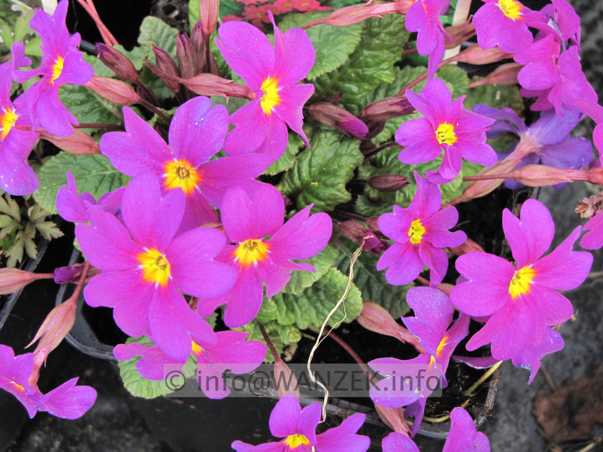 Primula pruhonica Gruss An Koenigslutter.JPG